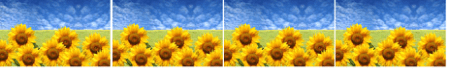 4 Girasoli paint