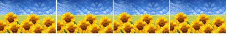 Immagine 4girasoli paint def.