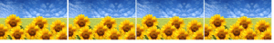Immagine 4girasoli paint def.
